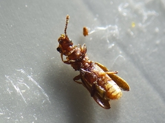 Oryzaephilus surinamensis