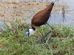 Actophilornis africanus