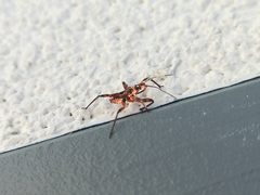 Rhynocoris iracundus