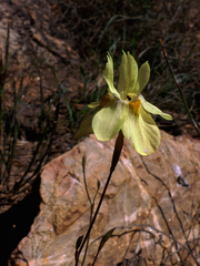 Moraea gawleri
