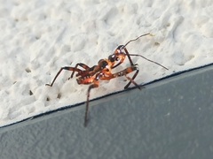 Rhynocoris iracundus