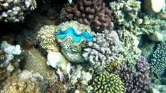 Tridacna maxima
