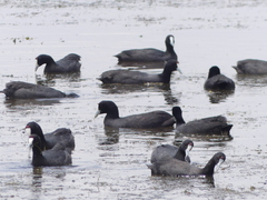 Fulica cristata