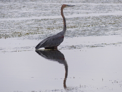 Ardea goliath
