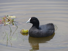 Fulica cristata