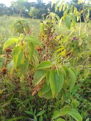 Rhynchanthera grandiflora