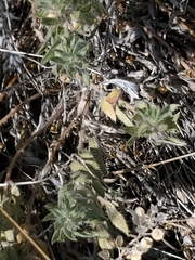 Evolvulus nuttallianus