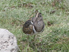 Rostratula benghalensis
