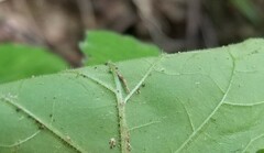 Solanum sarrachoides