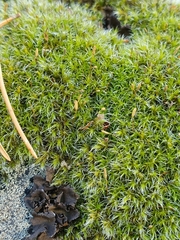Grimmiaceae