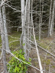 Betula alleghaniensis