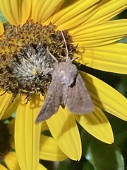 Lacinipolia meditata