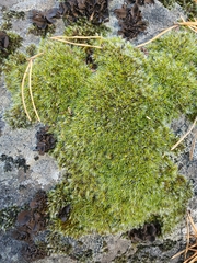 Grimmiaceae