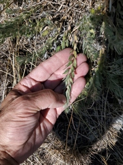 Evolvulus nuttallianus