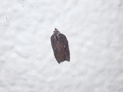 Acleris