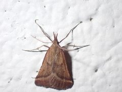 Synaphe punctalis