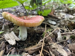 Russula paludosa