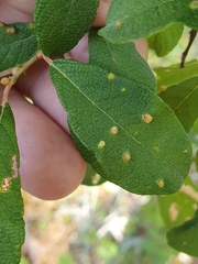 Salix aurita