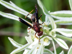 Polistes metricus
