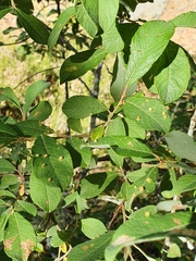 Salix aurita