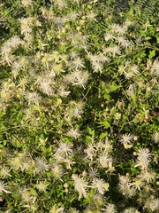 Clematis drummondii