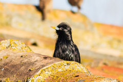 Sturnus unicolor