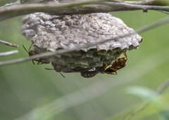 Polistes bellicosus
