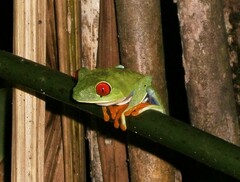 Agalychnis callidryas