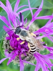 Halictus scabiosae