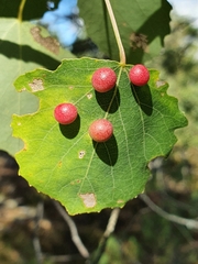 Harmandiola tremulae