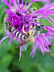 Halictus scabiosae
