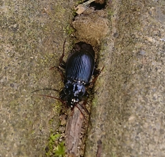 Nebria