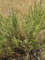 Artemisia campestris