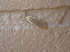 Eilema griseola