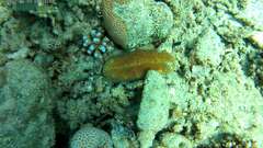 Ctenactis crassa