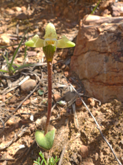 Disperis villosa