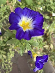 Convolvulus tricolor