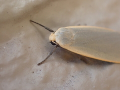 Eilema griseola