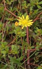 Crepis tectorum