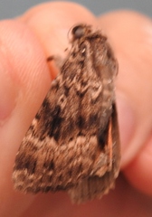 Amphipyra pyramidea