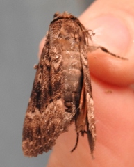 Amphipyra pyramidea