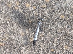 Orthetrum albistylum speciosum