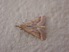 Synaphe punctalis