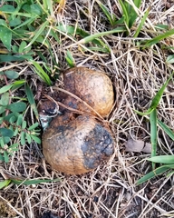 Pisolithus