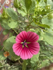 Malope