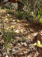 Disperis villosa