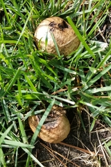 Pisolithus