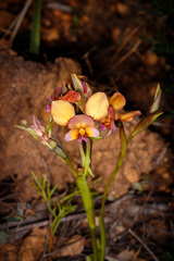 Diuris longifolia