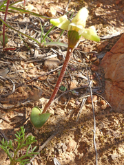Disperis villosa