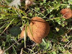 Suillus cavipes
